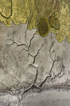Drone image of natural tree-like pattern carved into the mudflats by the high speed ebb and flow of tidal bores at the edge of wetland with green grass.