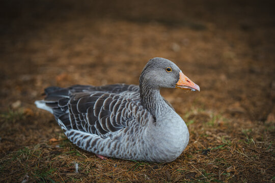 A grey goose resting on the ground in a natural outdoor environment, showing detailed feathers, orange beak and calm behaviour. Wildlife and waterfowl photography.