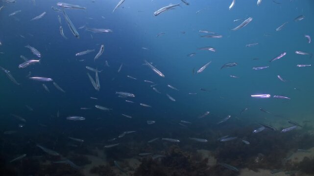 Underwater shot of Sprat fish swimming in a school under Swanage Pier. Dorset, UK