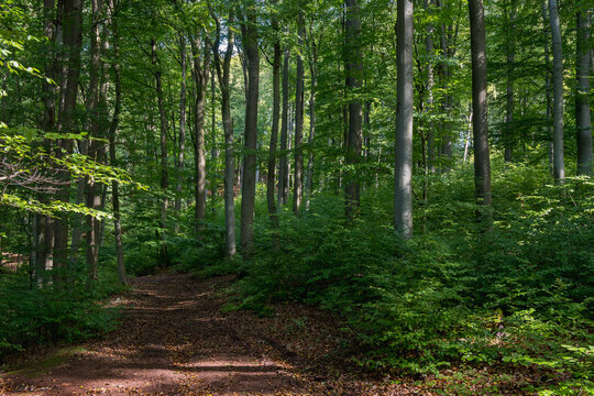 Im Buchenwald am morgen die Sonnen strahlt durch die B&auml;ume Laub auf den Wegen