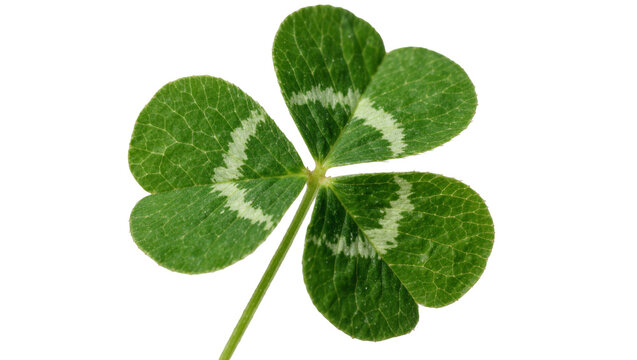 Green clover leaf with white markings, isolated on transparent background