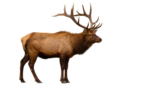 Majestic bull elk with large antlers, isolated on transparent background