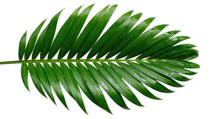 Vibrant green palm leaf with water droplets, isolated on transparent background © STUDIOP