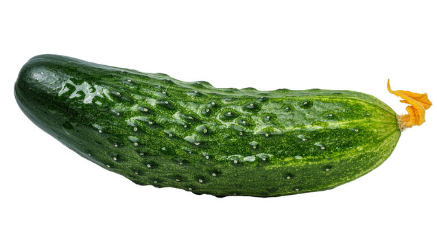 Fresh green bumpy cucumber with yellow flower, isolated on transparent background