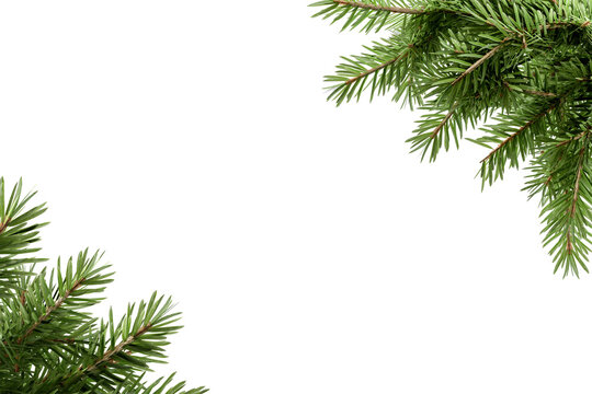 christmas tree branches frame