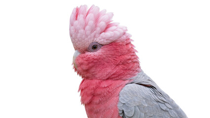 Pink and grey galah cockatoo with crest raised, isolated on transparent background © STUDIOP