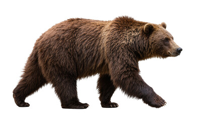 Brown grizzly bear walking, isolated on transparent background © STUDIOP