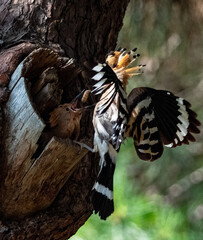 Hoopoe with striped wings spread arriving at its tree cavity nest © 재운 안