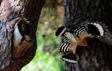 Hoopoe with striped wings spread arriving at its tree cavity nest © 재운 안