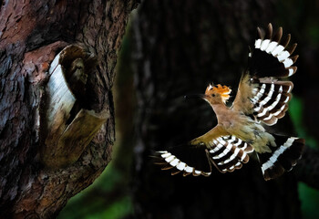 Eurasian hoopoe bringing food to its nest in a hollow tree © 재운 안