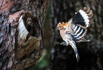 Eurasian hoopoe feeding chicks at a nest hole in an old tree trunk © 재운 안