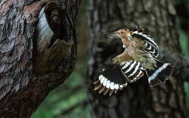 Hoopoe with striped wings spread arriving at its tree cavity nest © 재운 안