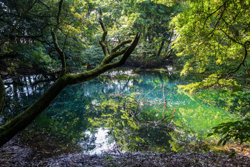 Fototapeta premium エメラルドグリーンに輝く山形県遊佐町の丸池様