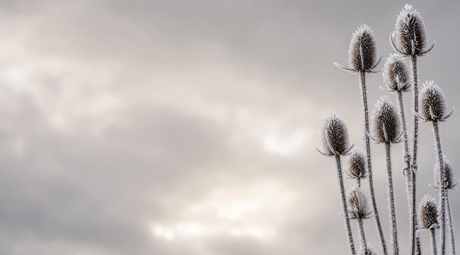 Hoarfrost coated dried teasel seed heads layout