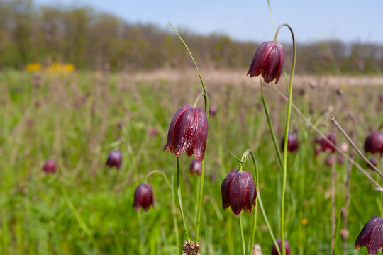 Fritillaria meleagris flowers blooming in a lush green meadow during the spring season