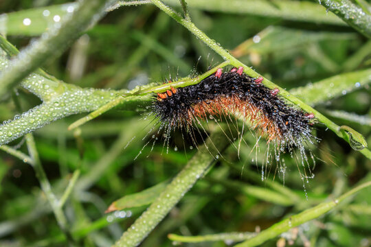 Wet Hairy Cape Lappet Moth Caterpillar on Wet Fynbos Vegetation