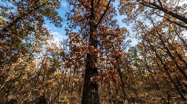 Autumn Forest Trees, Brown Leaves and Blue Sky