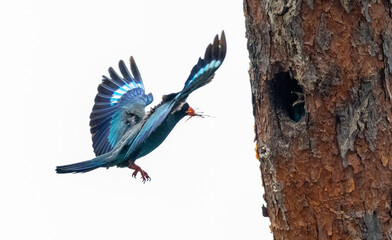 Obraz premium Oriental dollarbird flying to its nest hole in a tree trunk