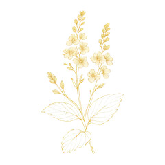 Obraz premium PNG Elegant floral botanical illustration.