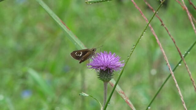 アザミの蜜を吸うセセリチョウ（環境音あり）