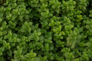 Mint leaves. green mint leaves growing in organic garden background. Lush Mentha peppermint plant garden bed texture for herbal background © Semoga