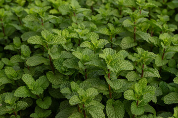 Mint leaves. green mint leaves growing in organic garden background. Lush Mentha peppermint plant garden bed texture for herbal background © Semoga
