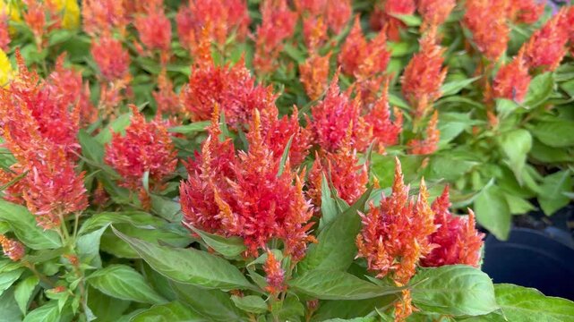 Close up shot of a patch of feathery bright orange celosia cockscomb plume flowers.