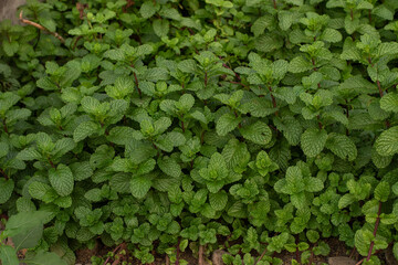 Mint leaves. green mint leaves growing in organic garden background. Lush Mentha peppermint plant garden bed texture for herbal background © Semoga