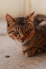 A stray cat is watching from quite close range. © taofik