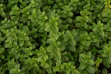 Mint leaves. green mint leaves growing in organic garden background. Lush Mentha peppermint plant garden bed texture for herbal background © Semoga