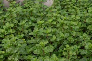 Mint leaves. green mint leaves growing in organic garden background. Lush Mentha peppermint plant garden bed texture for herbal background © Semoga