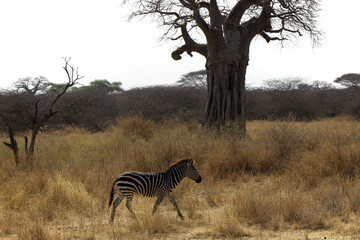 Zebra walking past a baobab tree in the dry savanna, Tanzania © Wolf's Sidequest