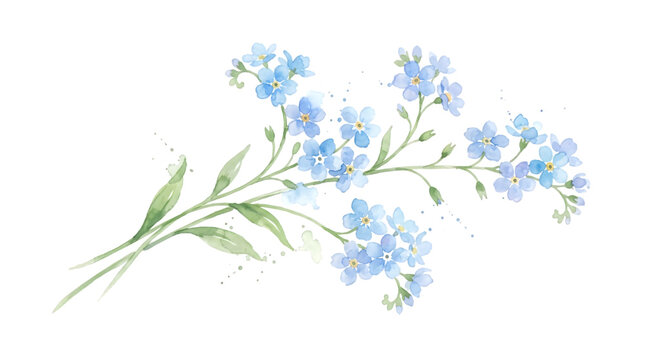 Watercolor blue forget me not floral sprig, delicate botanical illustration with spring blossoms, elegant wedding invitation design element isolated PNG with Transparent Background