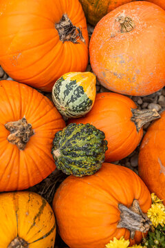 A collection of vibrant orange pumpkins and decorative gourds arranged on a gravel surface. This high-angle shot represents the autumn harvest, seasonal abundance, and organic farming.