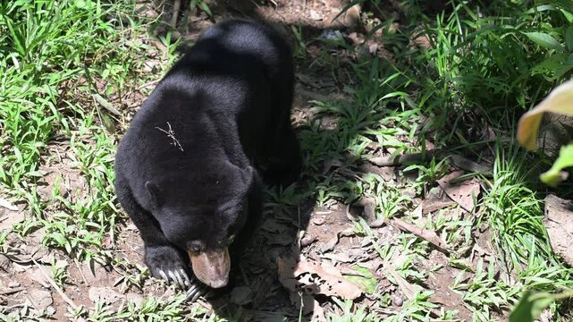 Sun bear, in Sepiloc, Borneo, in September, 2026.