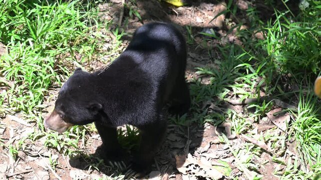 Sun bear, in Sepiloc, Borneo.