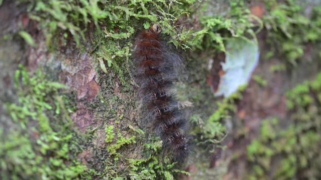 Tussock Moth Caterpillar, in Mulu National Park, Borneo.