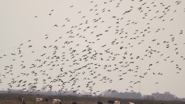 A huge group of A huge group of European golden plovers (Pluvialis apricaria) landing in a marsh land - slow motion