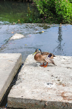 Sick duck sitting on shore near pond, ill waterfowl resting water edge, wildlife animal natural habitat, sad scene.