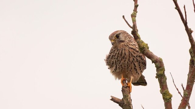 A female common kestrel (Falco tinnunculus) is perched on a branch in autumn