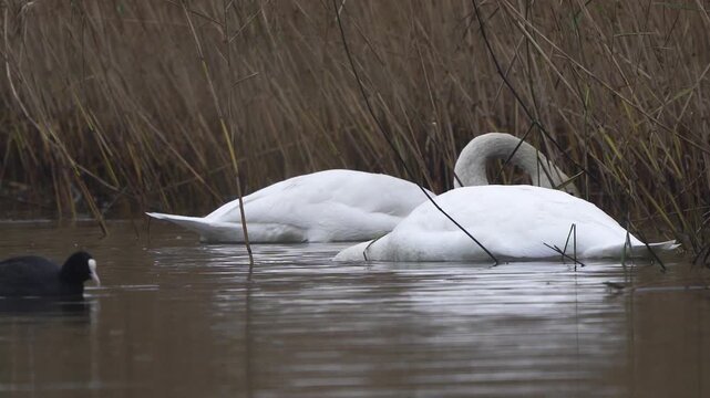 Two adult mute swans (Cygnus olor) foraging in a ditch in autumn