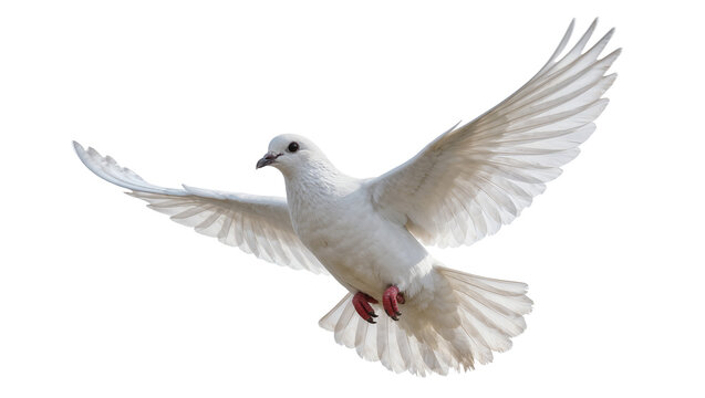 Graceful white dove with spread wings in flight, isolated on transparent background