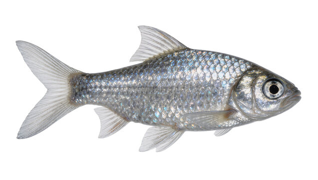 Small silver fish with detailed scales, isolated on transparent background