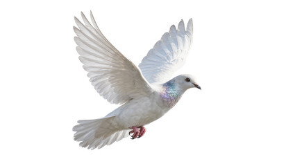 Fototapeta premium Graceful white dove with iridescent neck feathers wings spread wide, isolated on transparent background