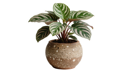Obraz premium Green and white striped Calathea plant in a speckled ceramic pot, isolated on transparent background