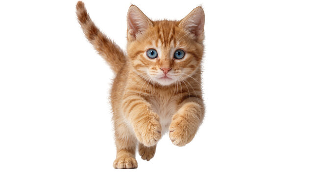 Orange tabby kitten with blue eyes running, isolated on transparent background