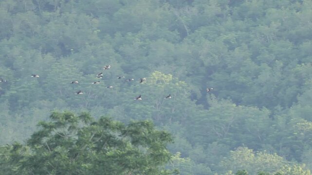 Spectacular Flock: Plain-pouched Hornbills Flying Over Forest Canopy