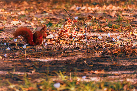A European red squirrel forages on leaf covered ground surrounded by scattered white autumn crocus flowers in warm seasonal light.