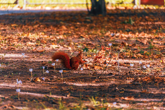 A European red squirrel sits on a sunlit forest floor among white autumn crocus flowers and dry fallen leaves in a city park.