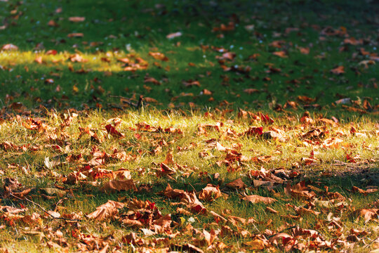 Warm sunlight highlights dry brown and orange leaves scattered across green grass in a quiet autumn park.